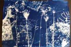 cyanotype202429