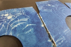 cyanotype2024162