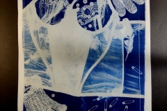 cyanotype2024151