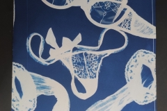 cyanotype202494