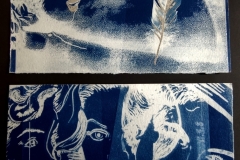 cyanotype202453