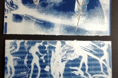 cyanotype202458